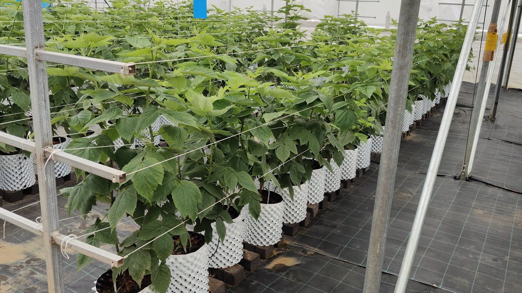 Blueberry and Raspberry Farming Karnataka - Fertigation installation at Fragaria