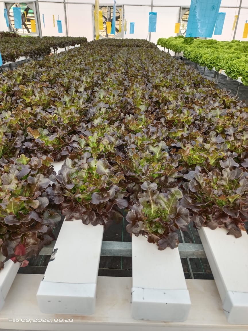 1 Acre - NFT 4