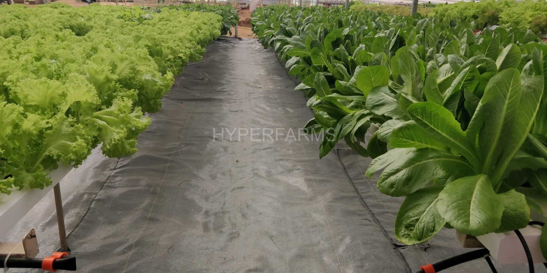 Quarter Acre - NFT 3