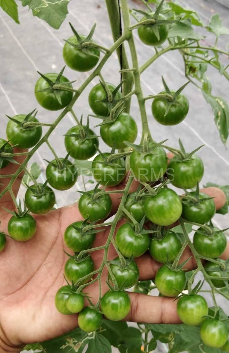 Quarter Acre - Growbag 2