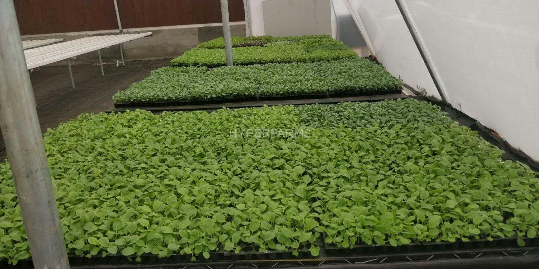 Half Acre - NFT 1