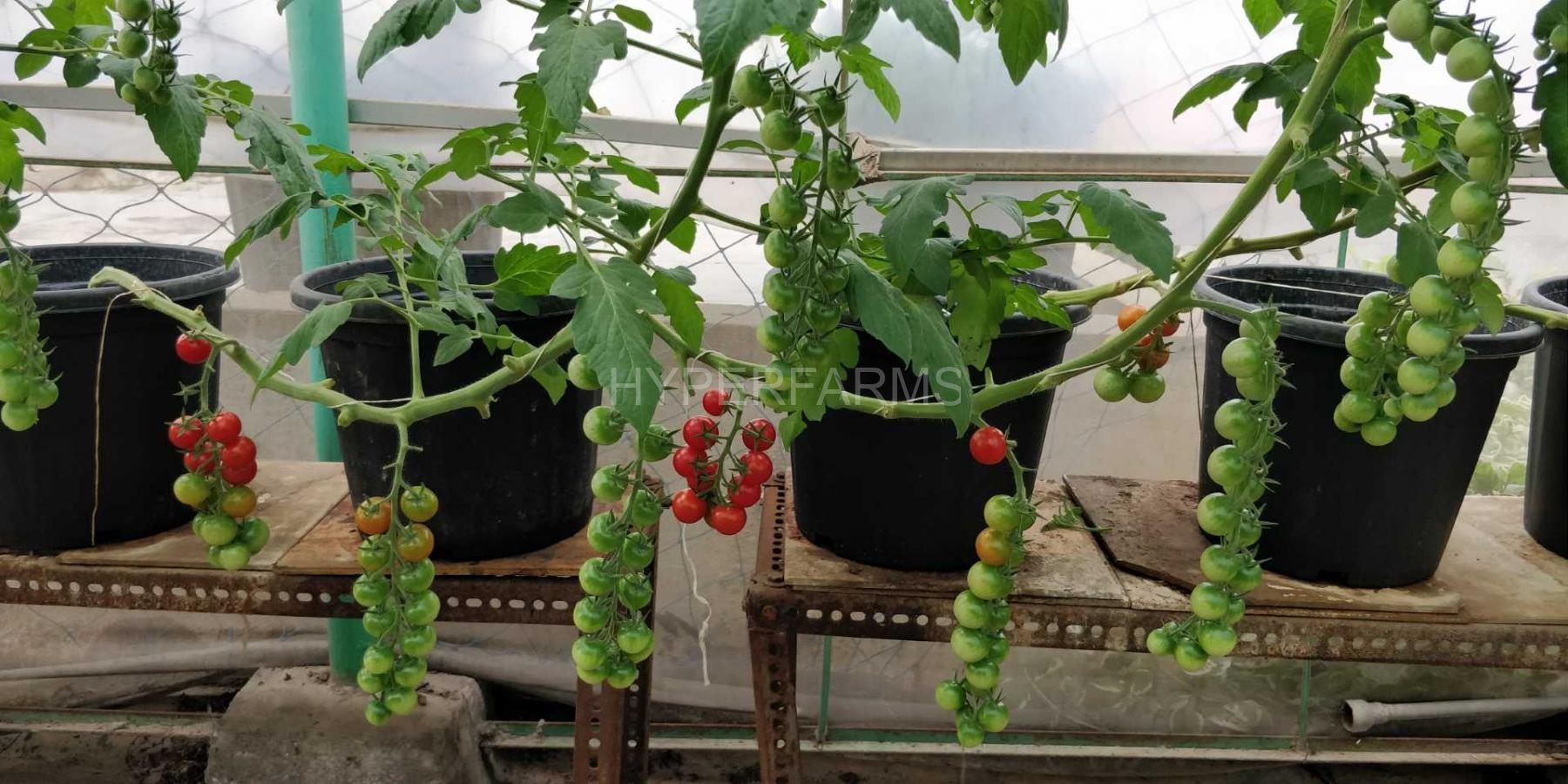 Quarter Acre - Growbag 4