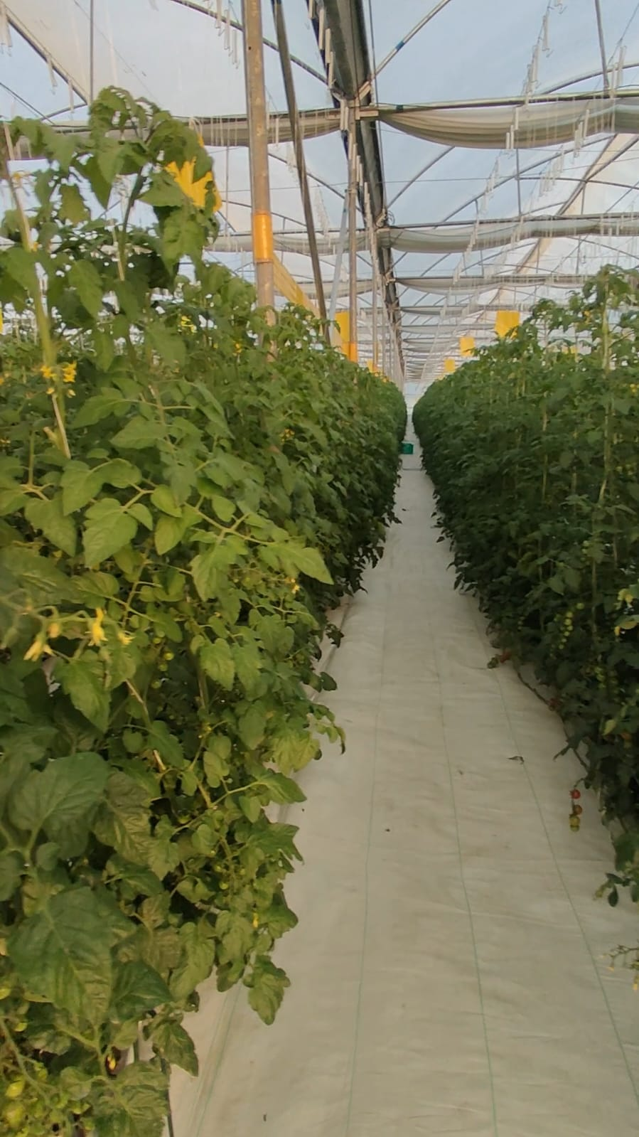 Biogrow Protec - Cherry Tomato Farming Karnataka - Fertigation Automation 2