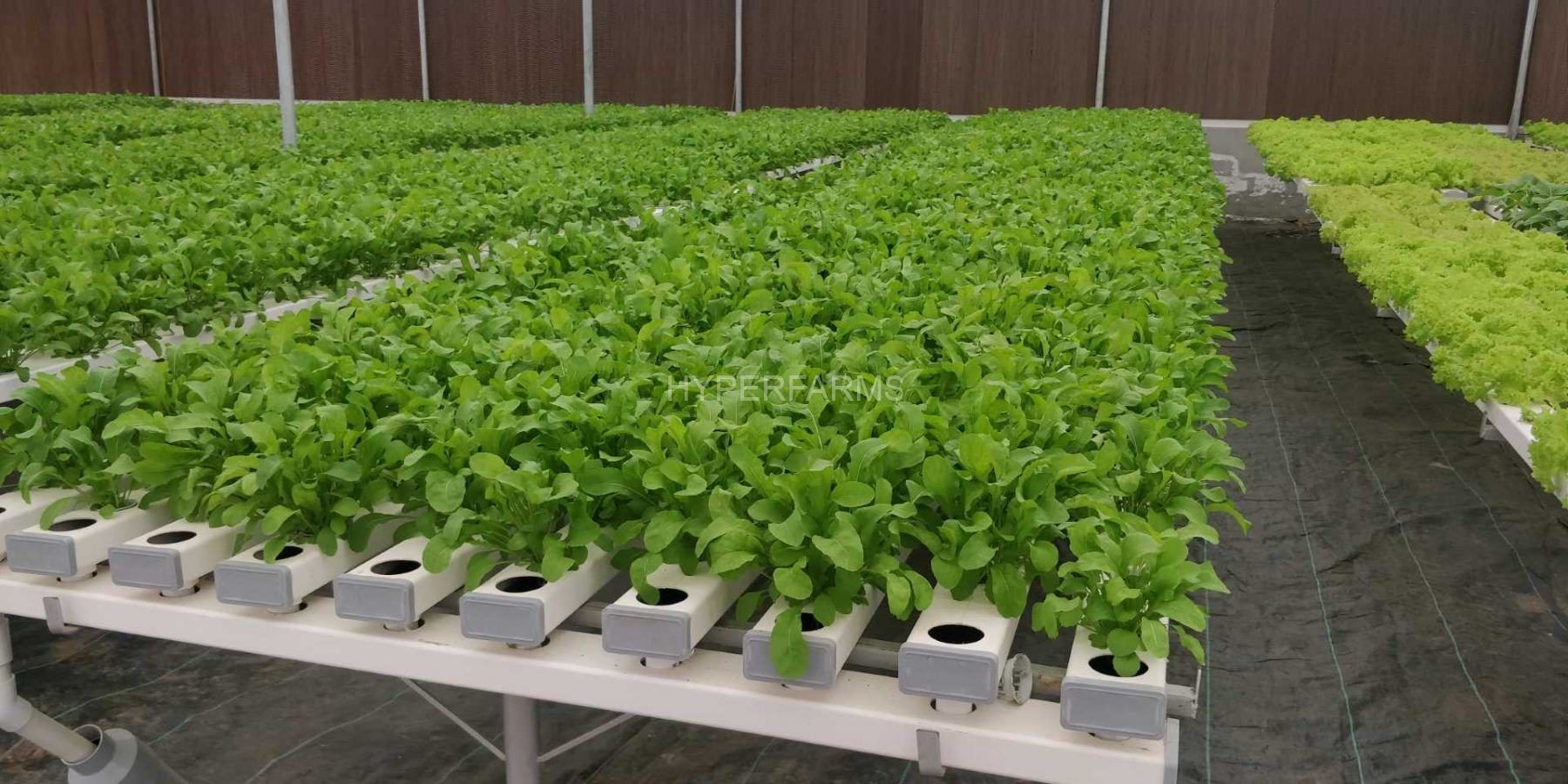 Half Acre - NFT 4