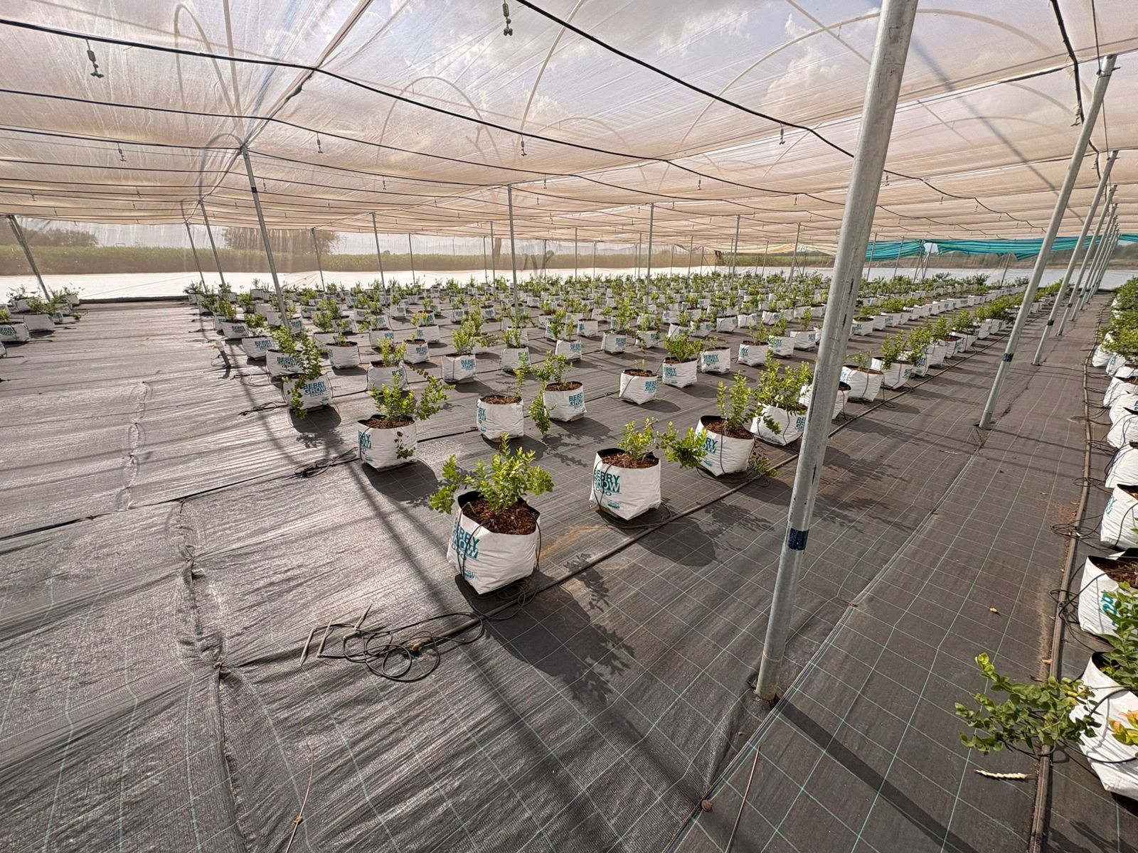 Blueberry & Raspberry farming in Nashik - Drip & Fertigation automation
