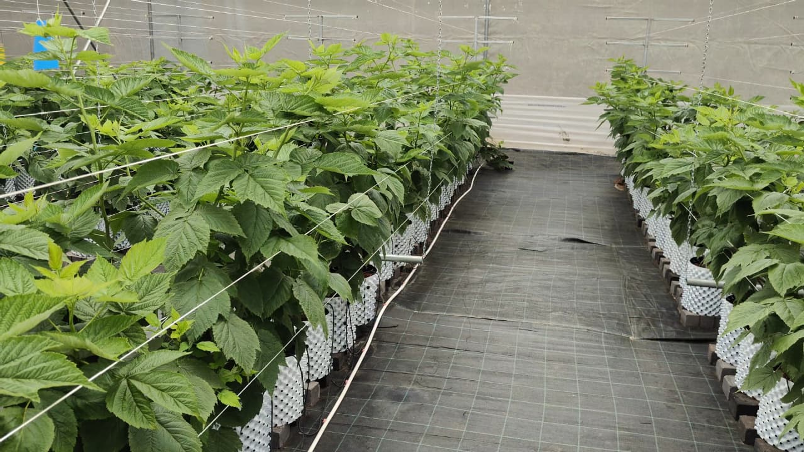 Raspberry Farming in Cocopeat