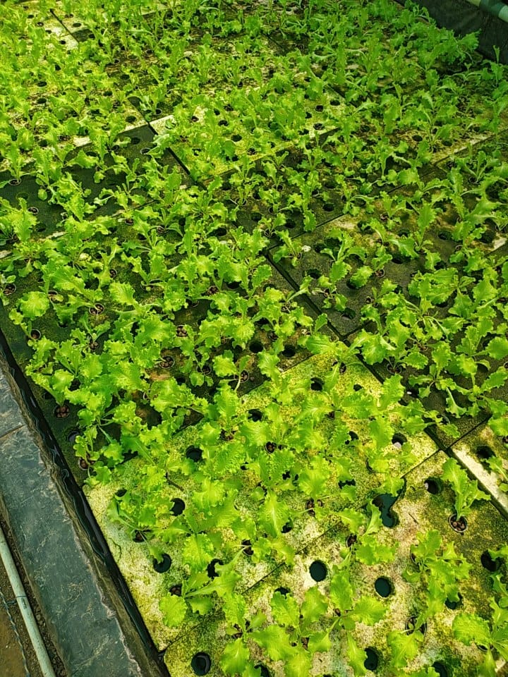 Quarter Acre - Deepwater Culture 5