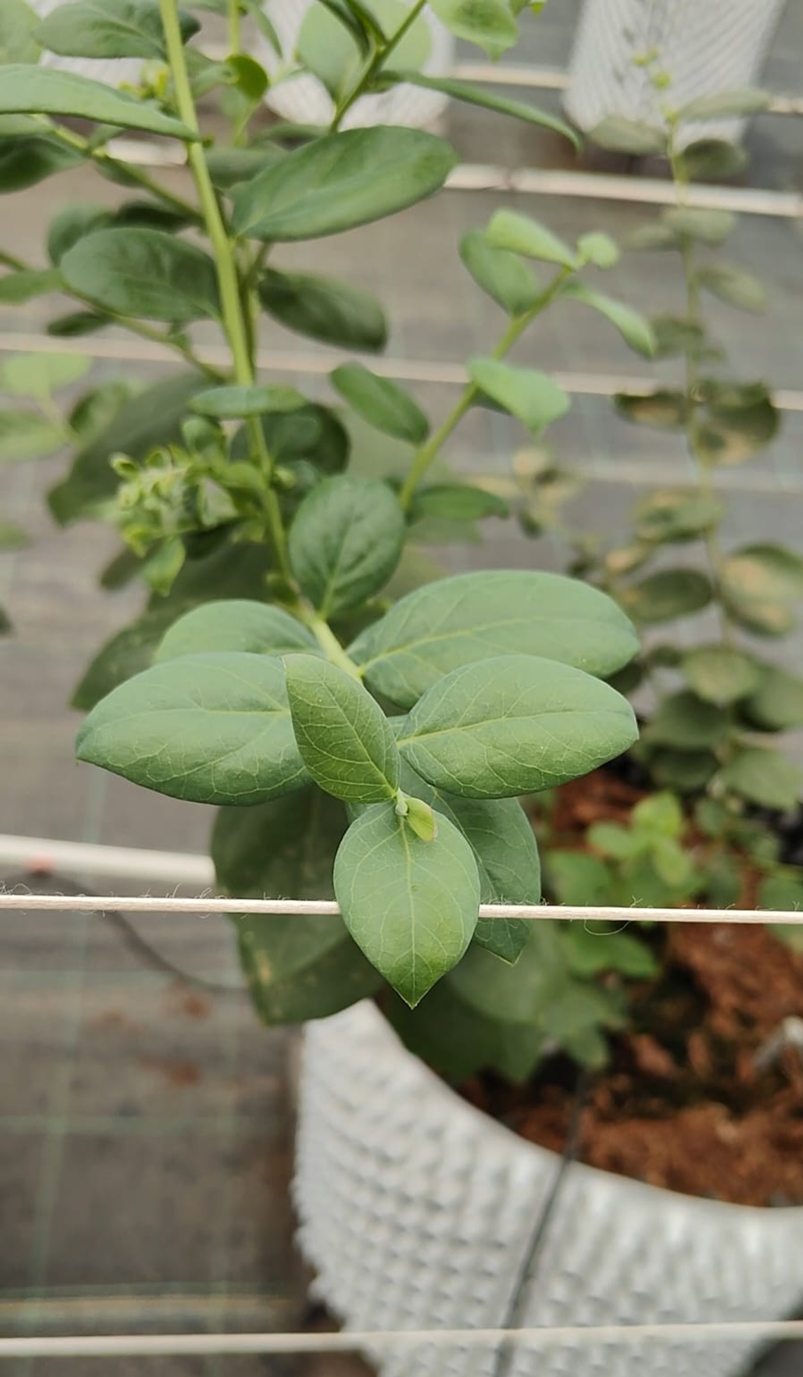 Young blueberry plant - Hydroponics blueberries