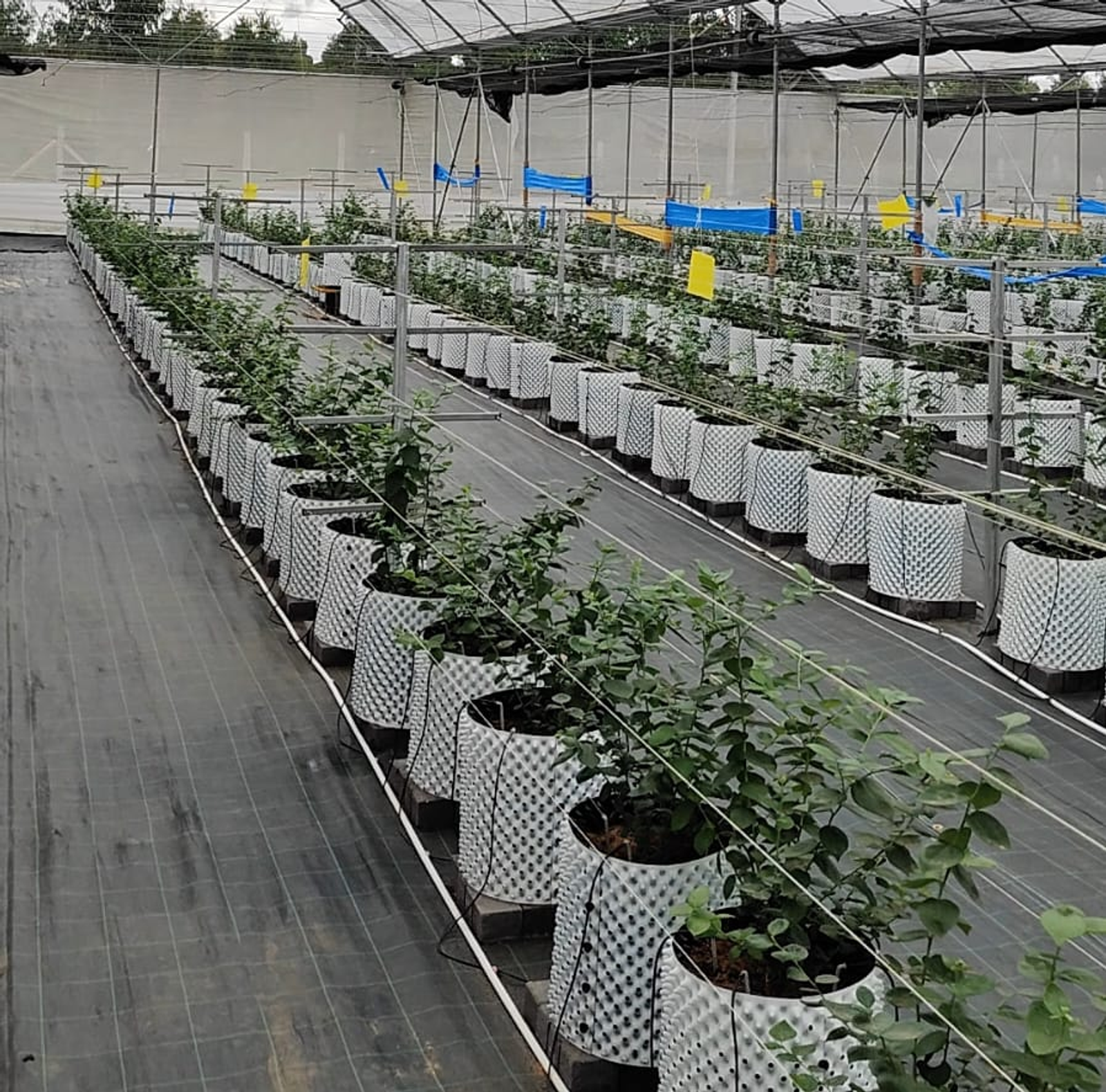 Blueberry farming India - Polyhouse
