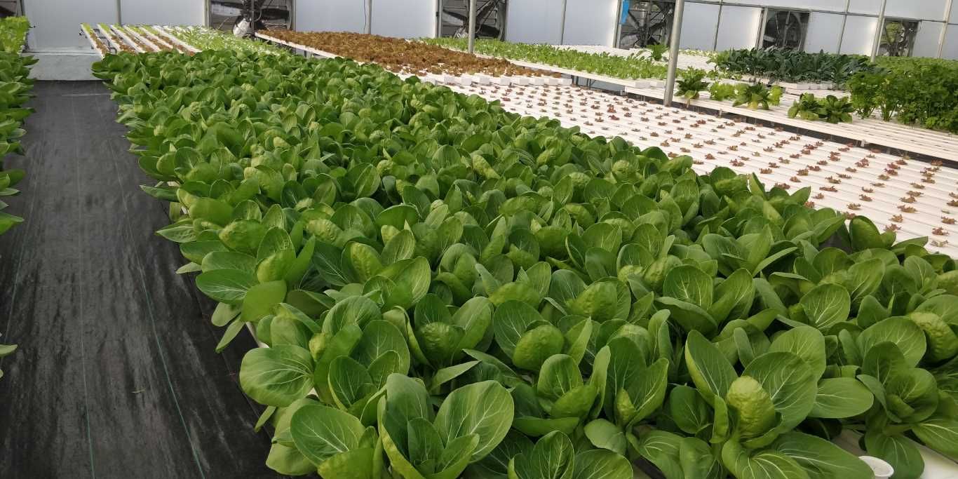 Quarter Acre - NFT 1