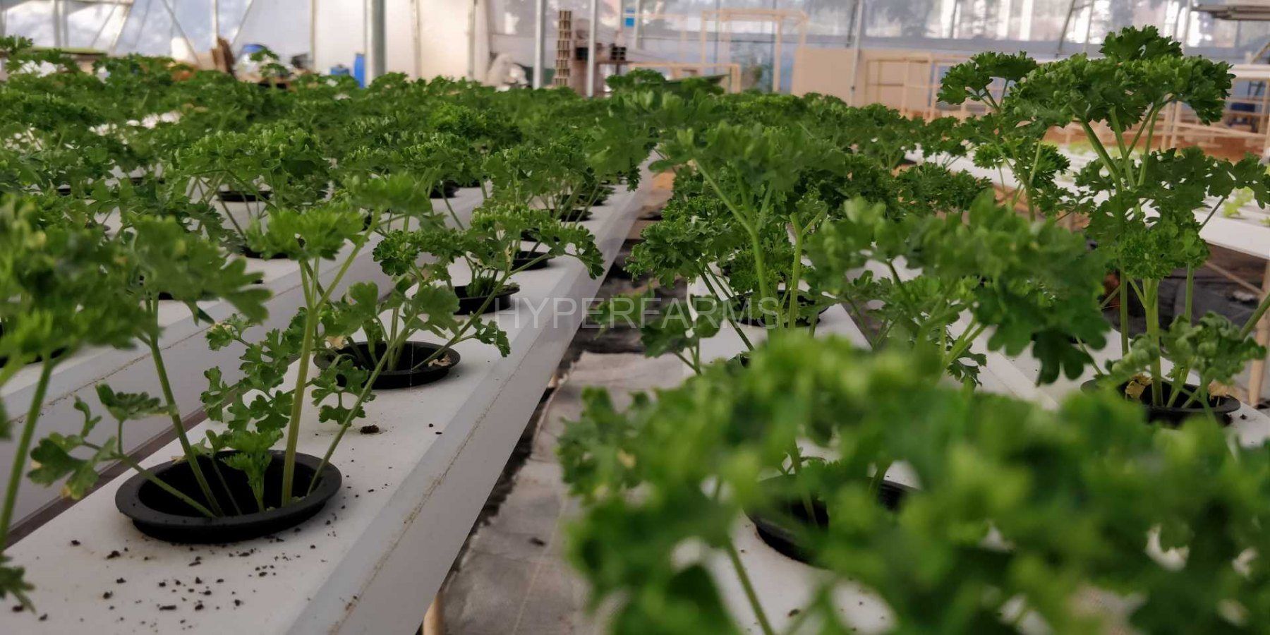 Quarter Acre - NFT 1