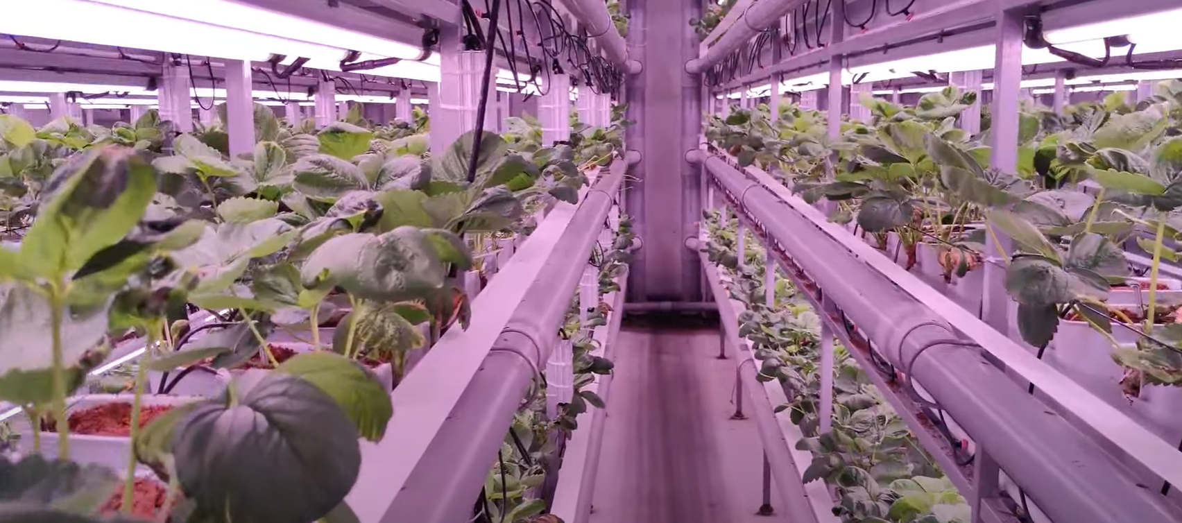 Indoor Strawberry Farming Karnataka - Fertigation Installation @ Fragaria Fruits 2