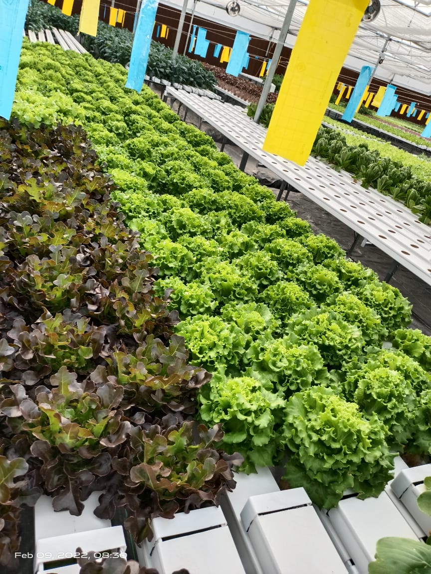 1 Acre - NFT 1