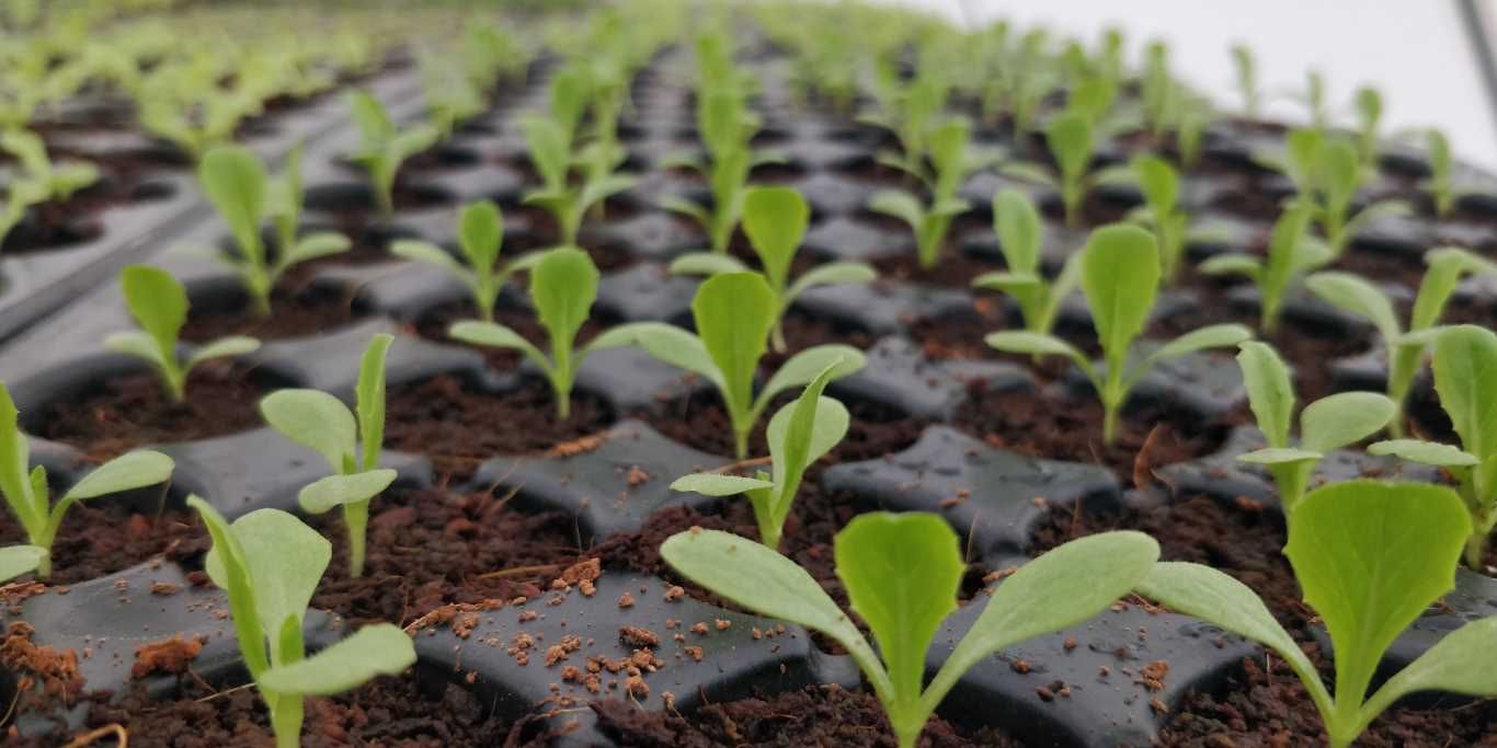 Quarter Acre - NFT 1