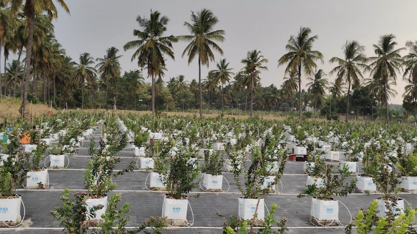 Biogrow Protec - Cherry Tomato Farming Karnataka - Fertigation Automation