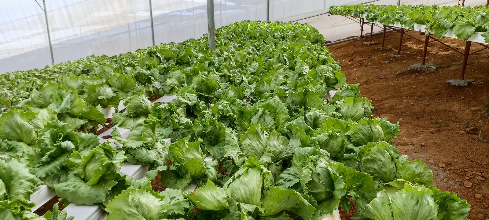 Half Acre - NFT 2
