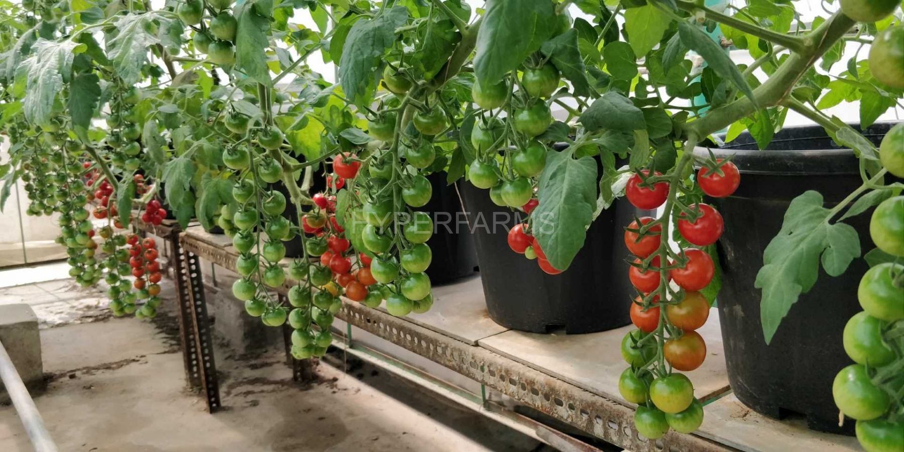 Quarter Acre - Growbag 3