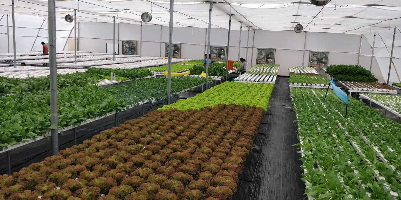 Quarter Acre - NFT