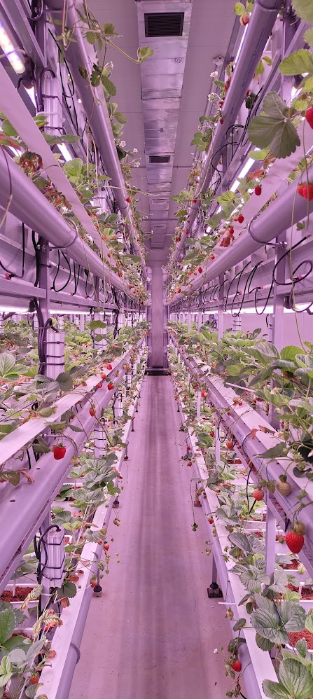 Indoor Strawberry Farming Karnataka - Fertigation Installation @ Fragaria Fruits 1