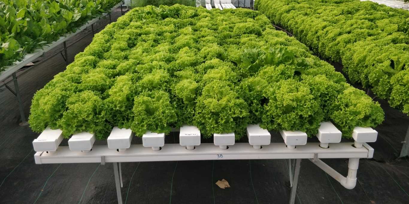 Quarter Acre - NFT 2