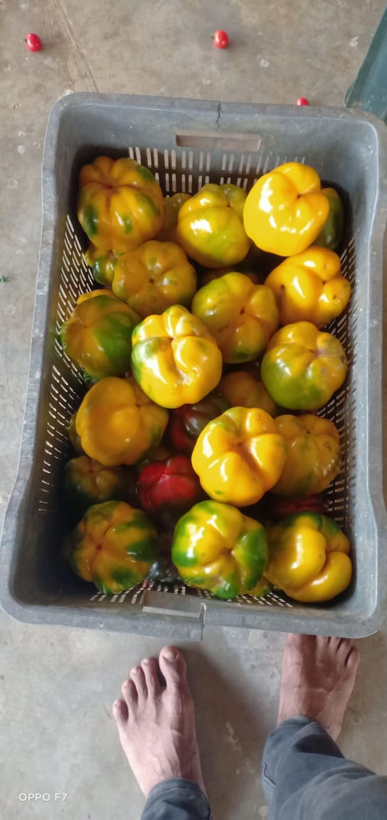 Two Acre - Substrate 2