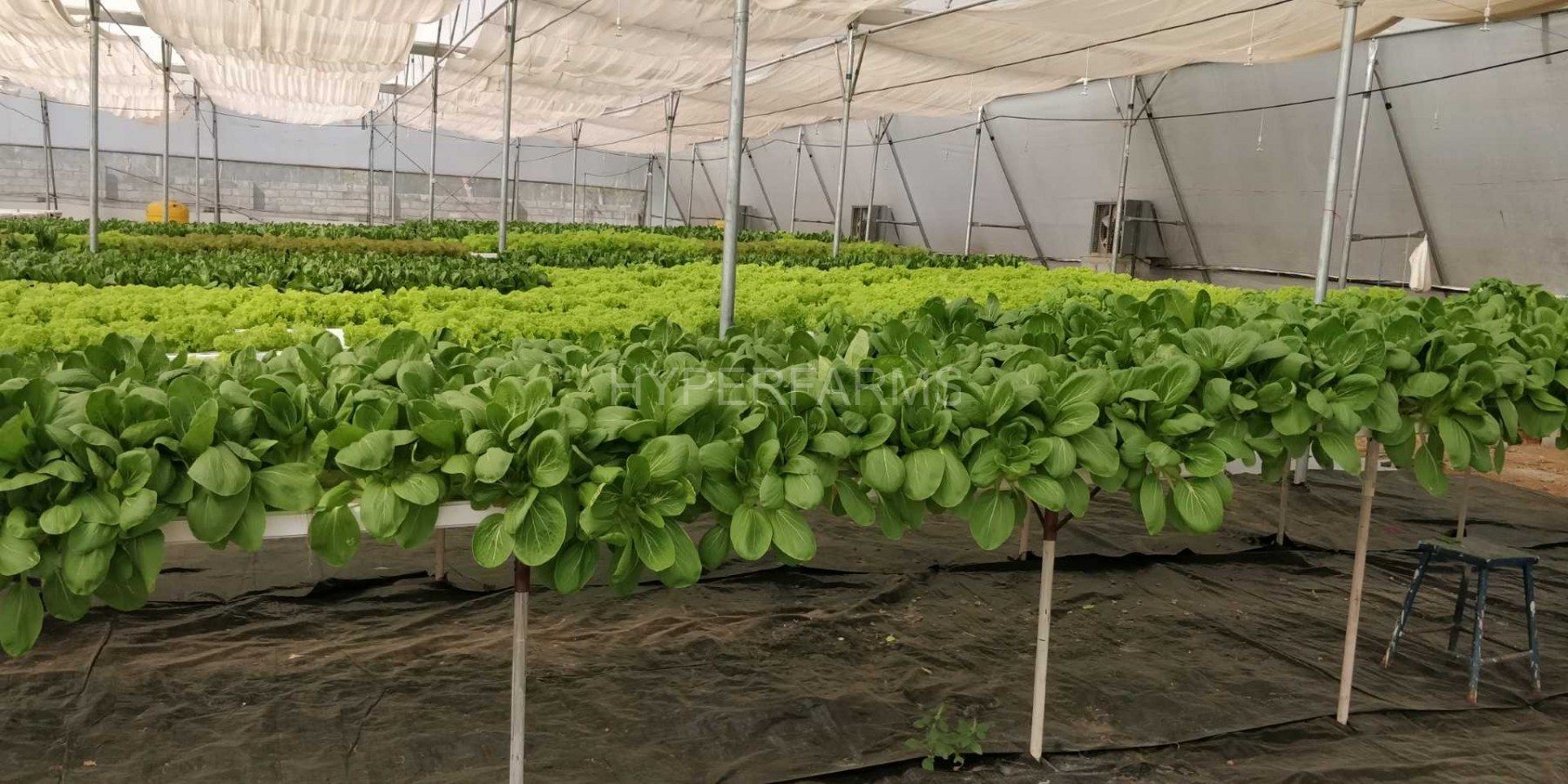 Quarter Acre - NFT 2