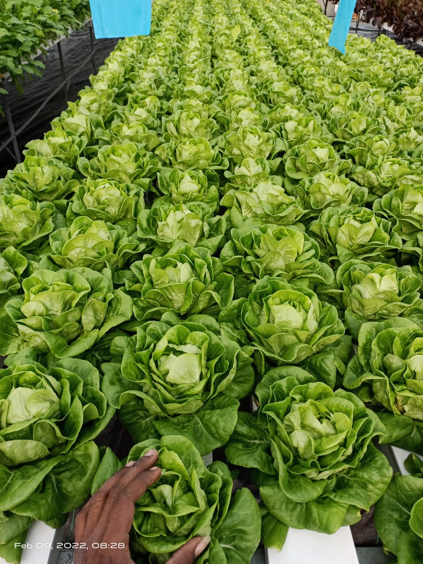 1 Acre - NFT 5