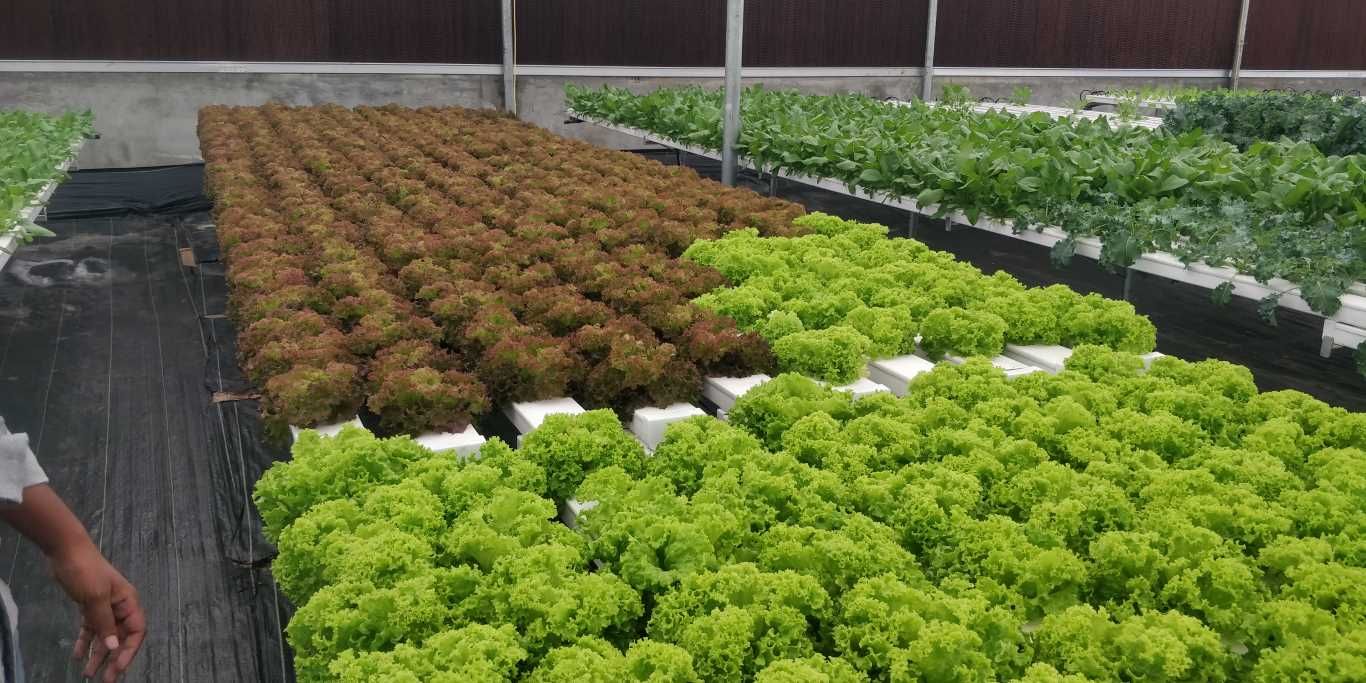 Quarter Acre - NFT 2