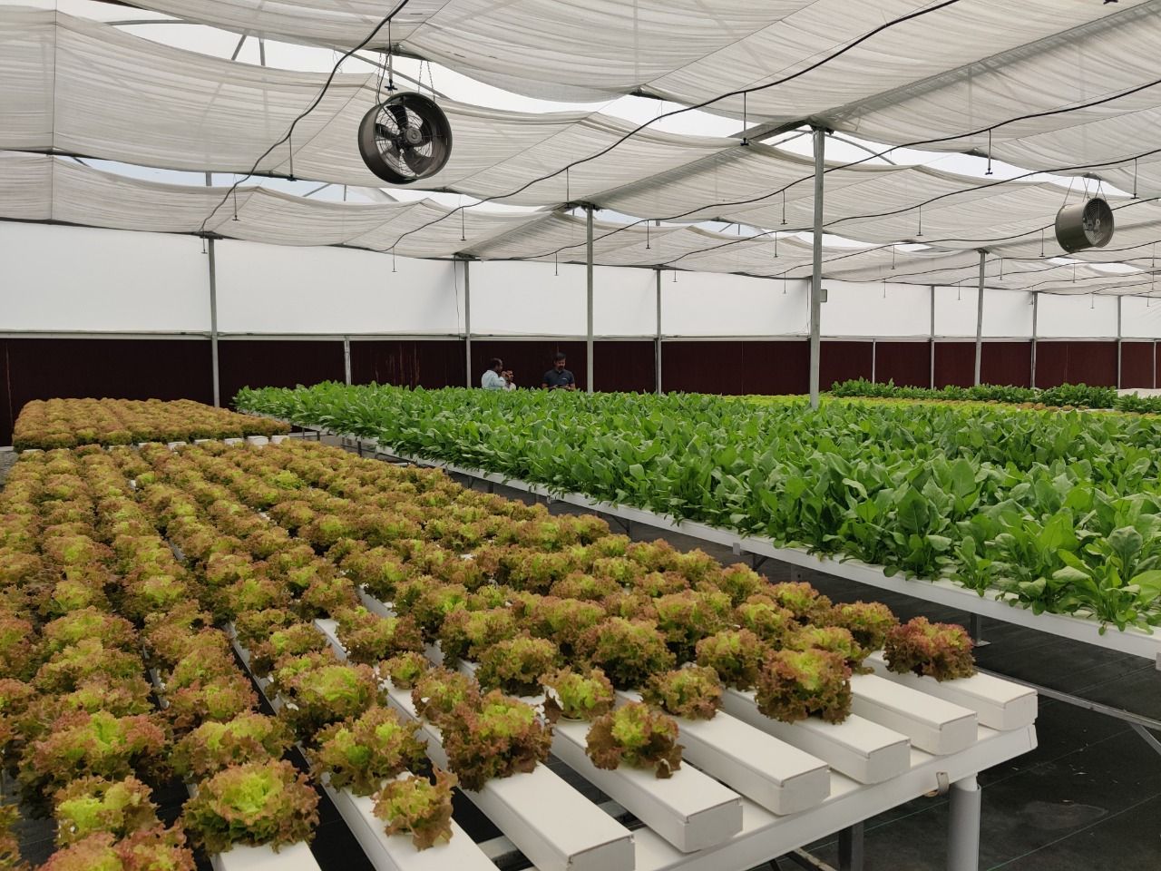Quarter Acre - NFT 4