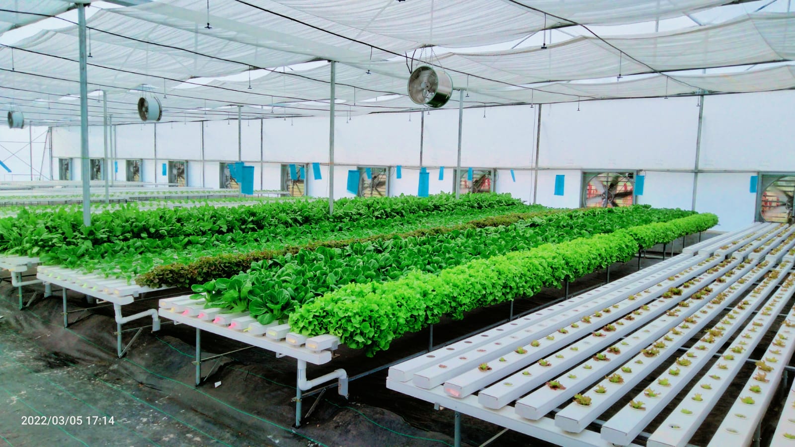 Quarter Acre - NFT 5