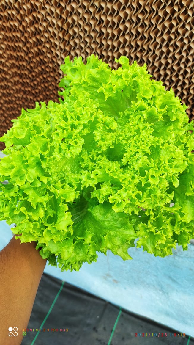 Quarter Acre - NFT