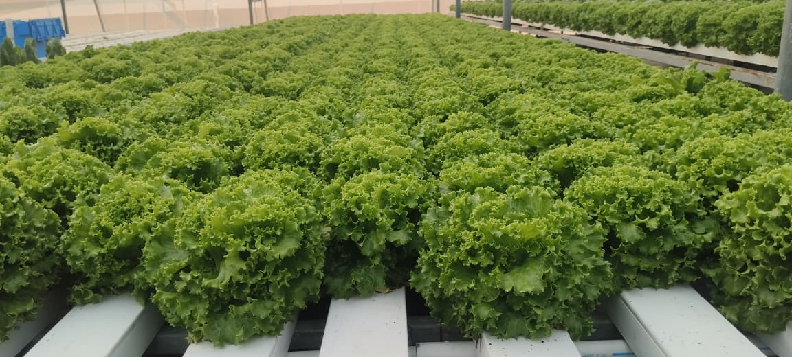 Hydroponics Farm in Maldives 2