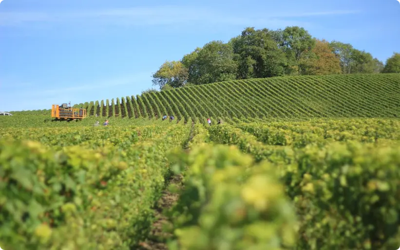 ferme viticole