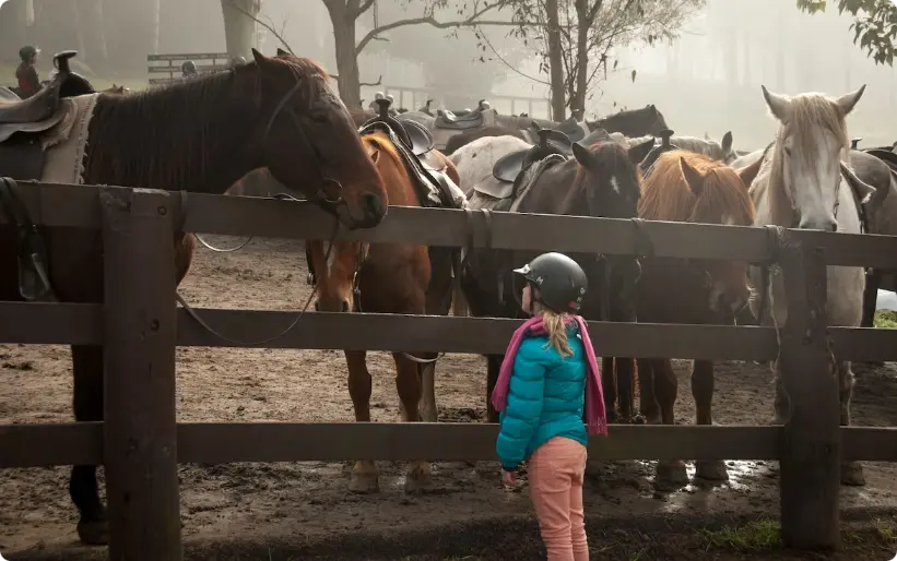 barn kigger på en hest, heste, ture