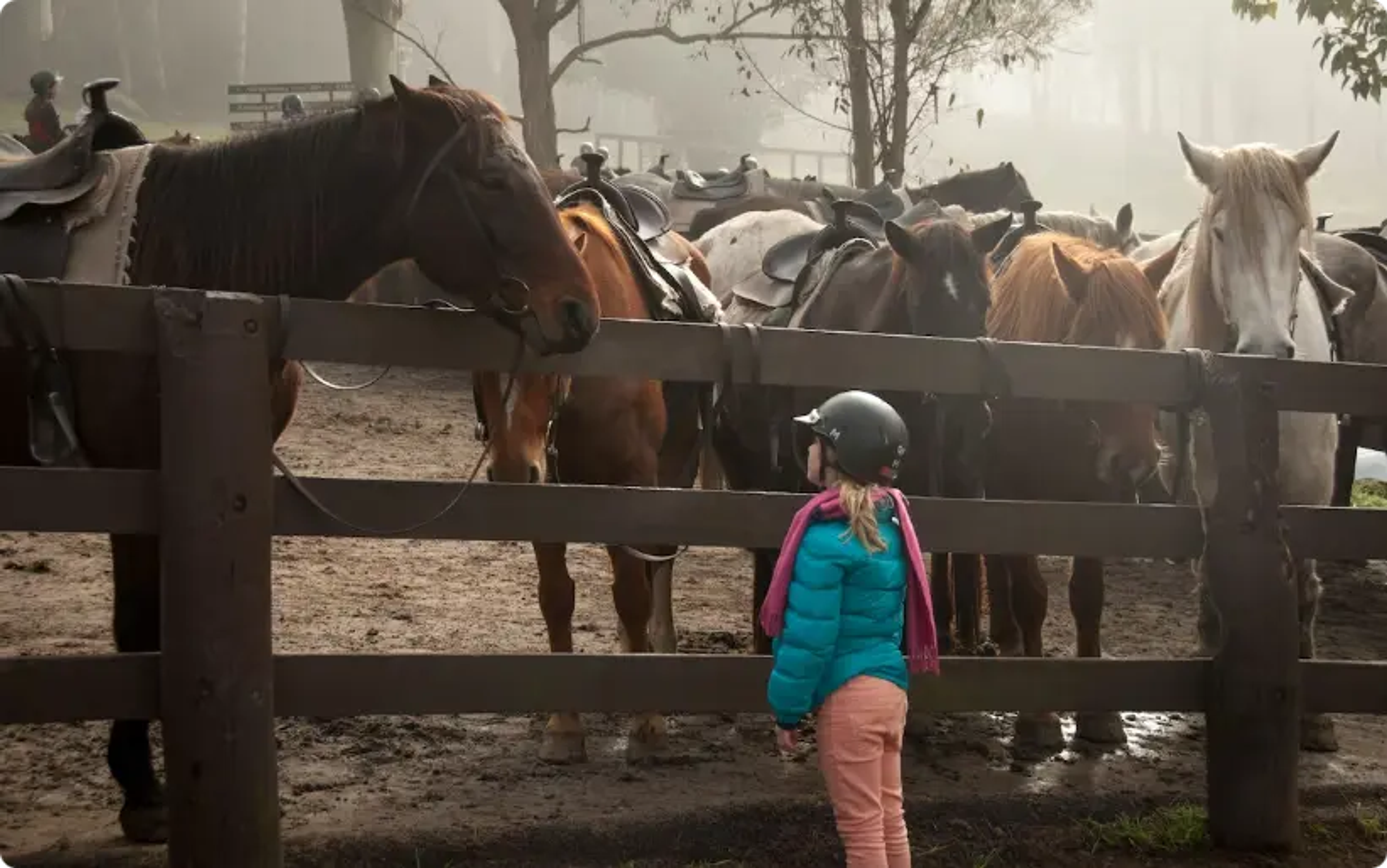 enfant regardant un cheval, chevaux, tours