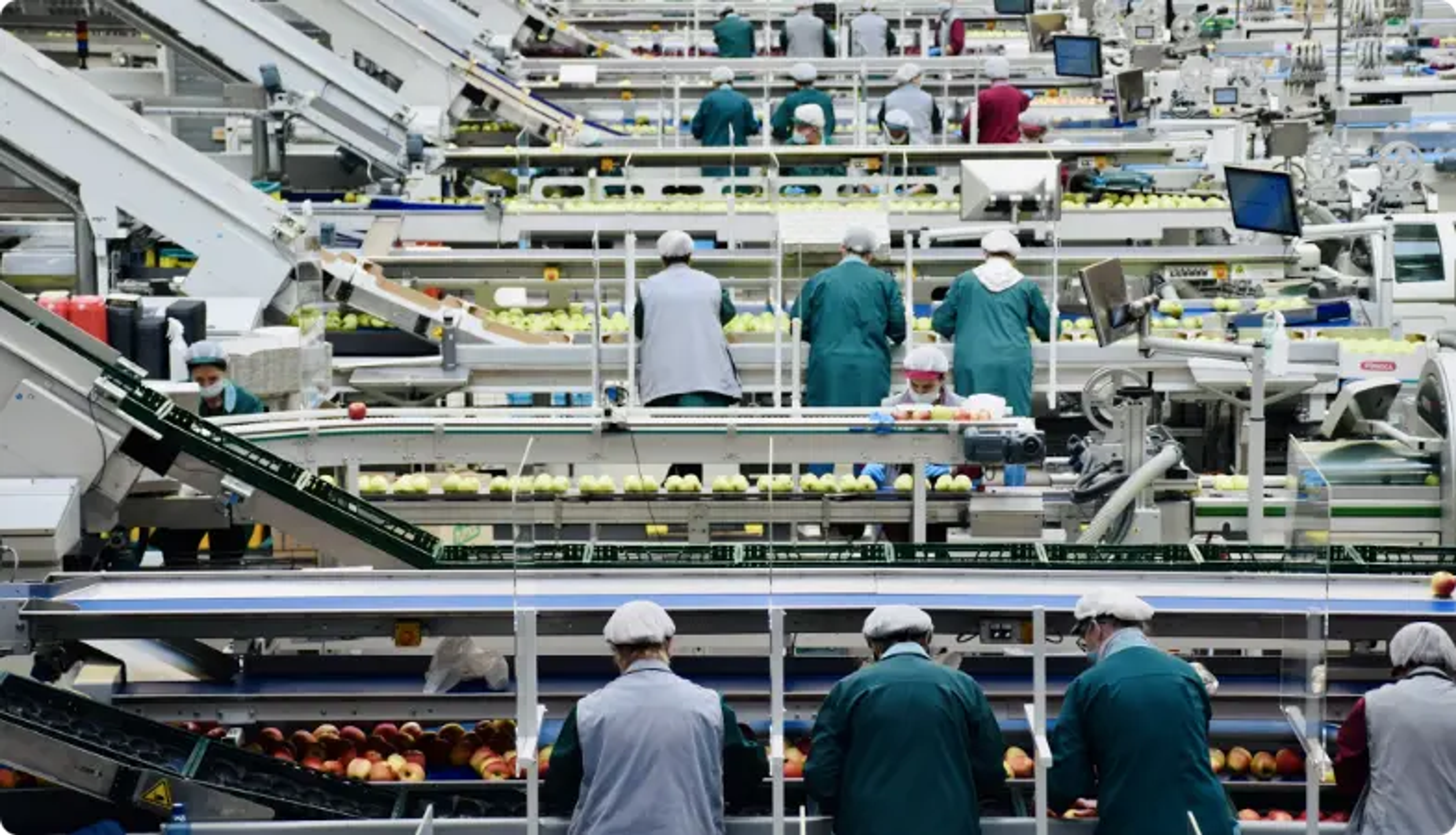 Workers sorting apples on automated conveyor belts in a modern food processing facility