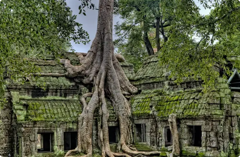 Massivt træ, der vokser over gamle mosdækkede tempelruiner i Cambodja