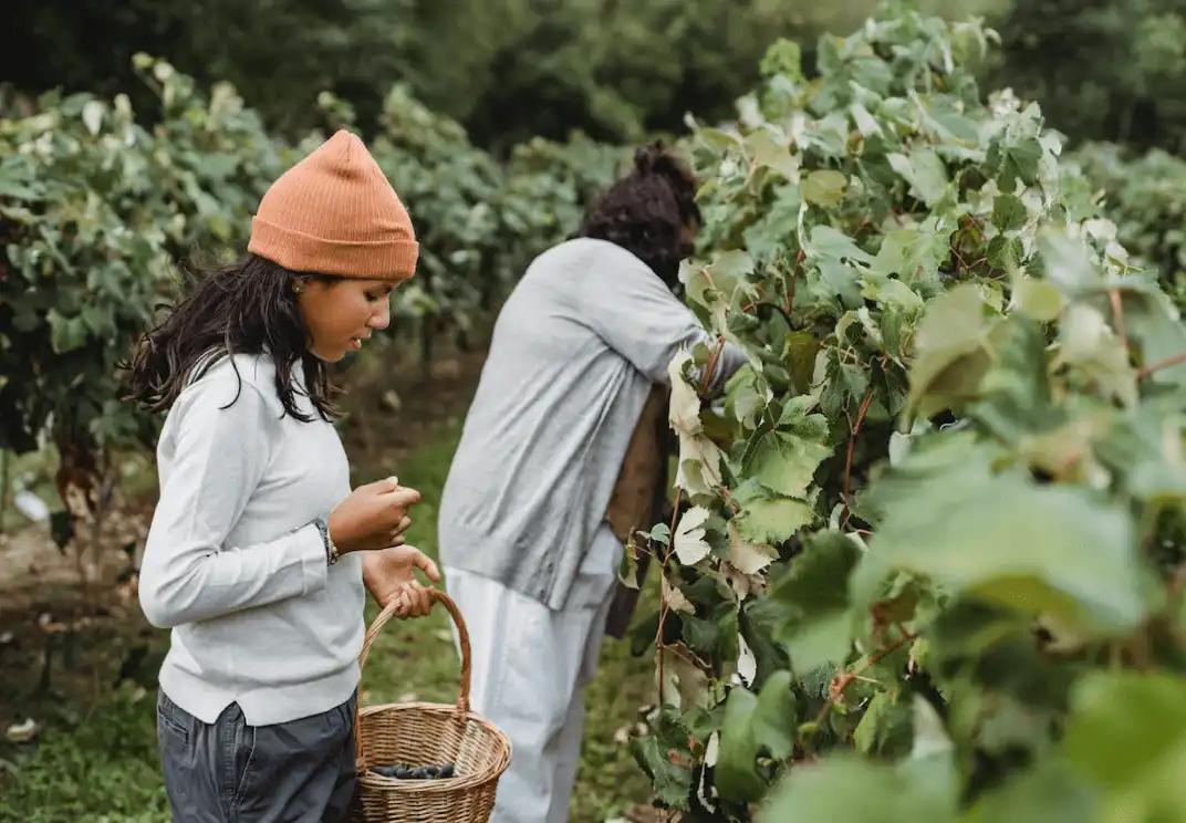 prenotazioni online della cantina
