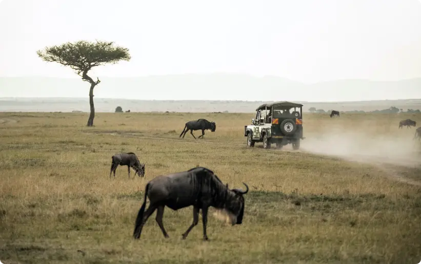 gnu em campo aberto, safari, passeios