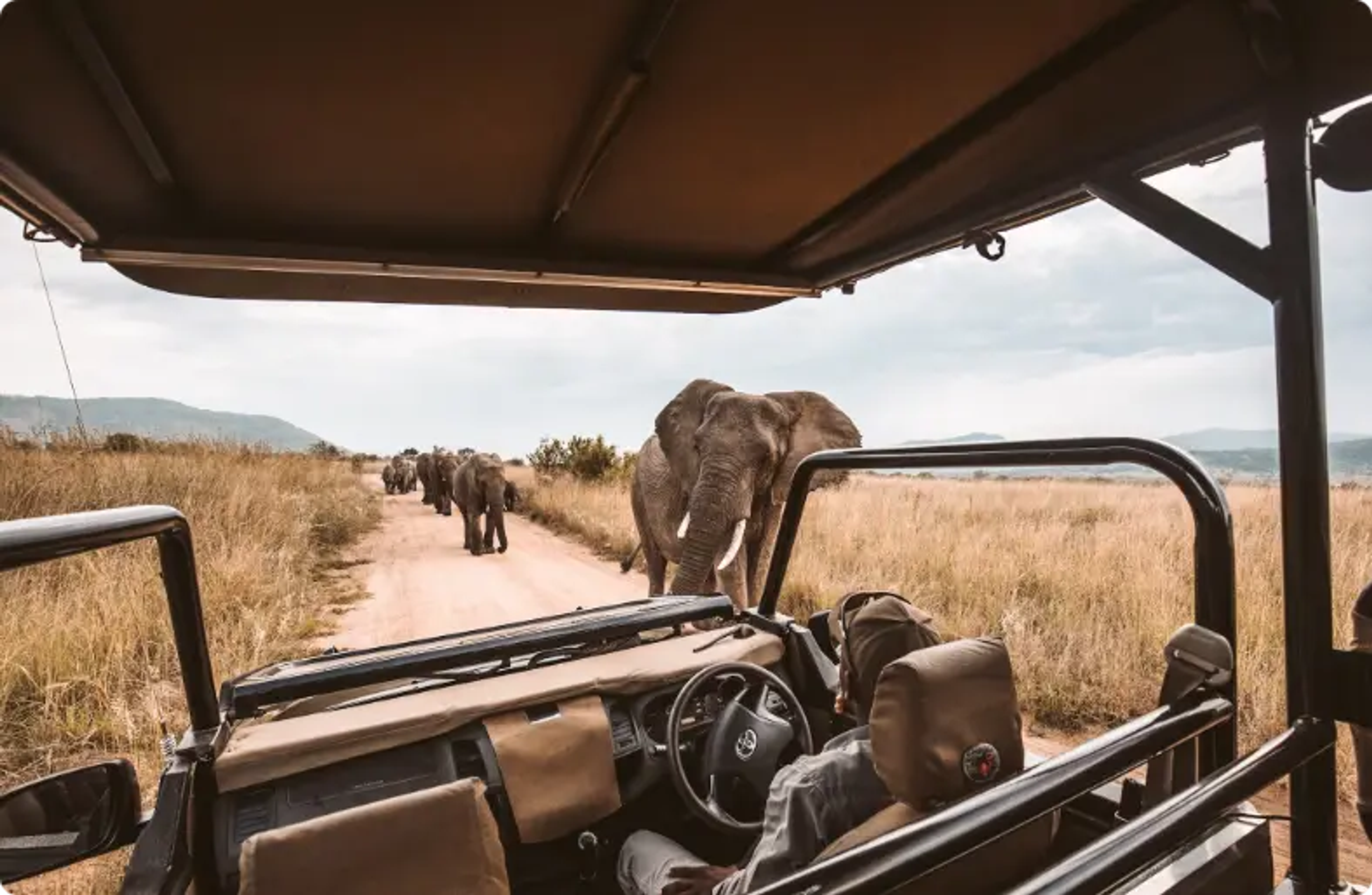 Veículo de safári com elefantes caminhando em um caminho empoeirado através das savanas africanas