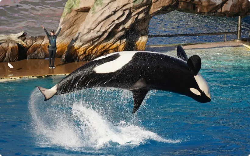 Orca saltando dramaticamente para fora da água com o treinador próximo em parque marinho