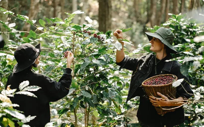 harvesting coffee beans