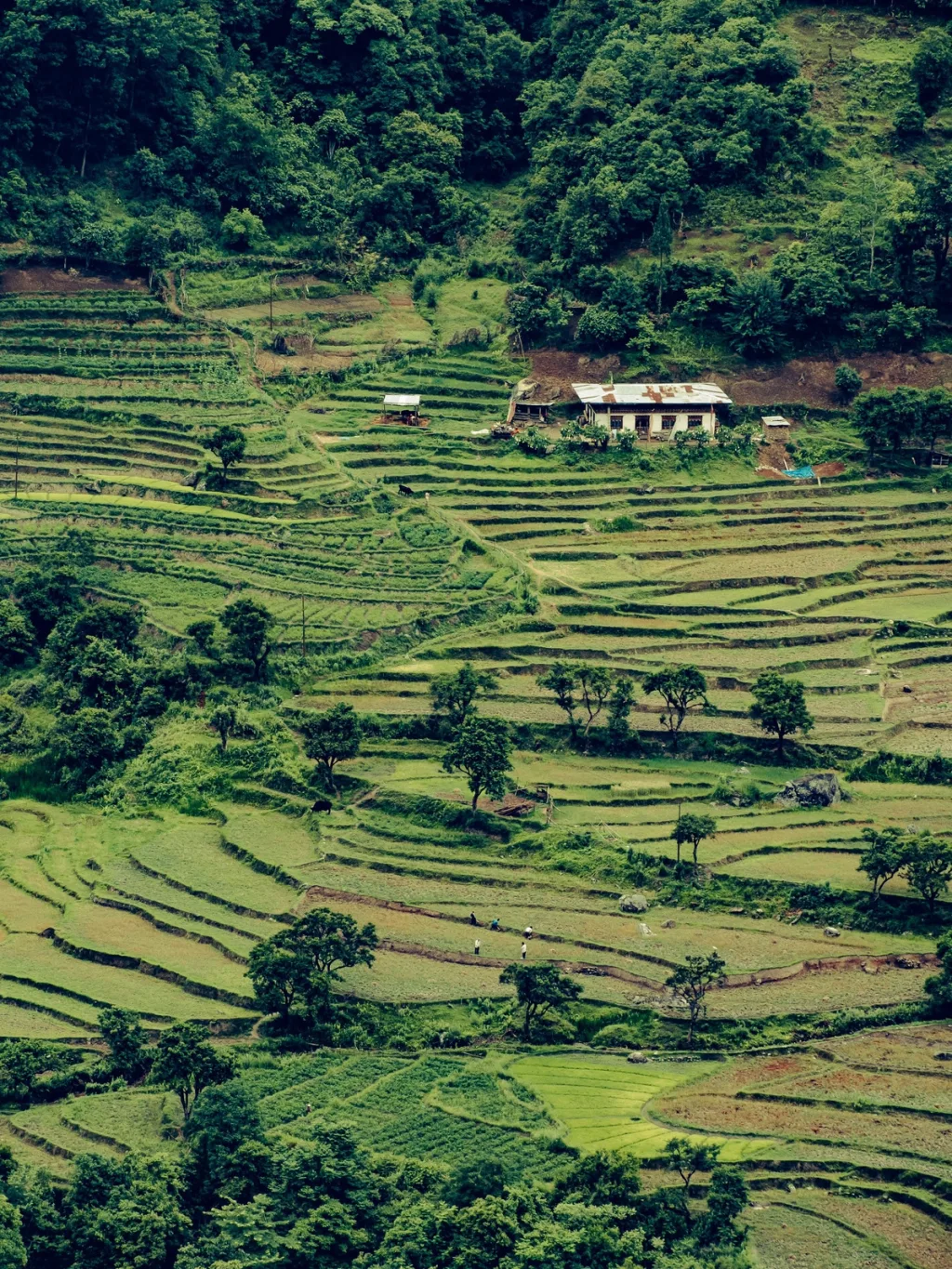 Terraced rice fields and a farmhouse in a Bhutanese valley, photographed for Six Senses Bhutan hotel