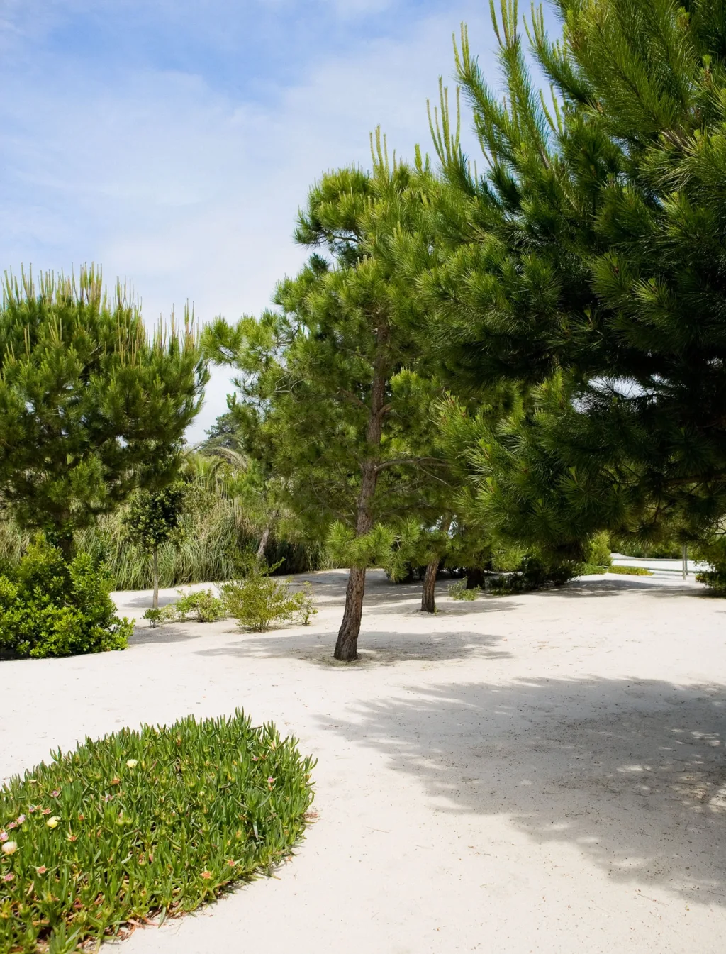 Sandy garden paths winding between pine trees and low planting, Jacques Grange, Comporta
