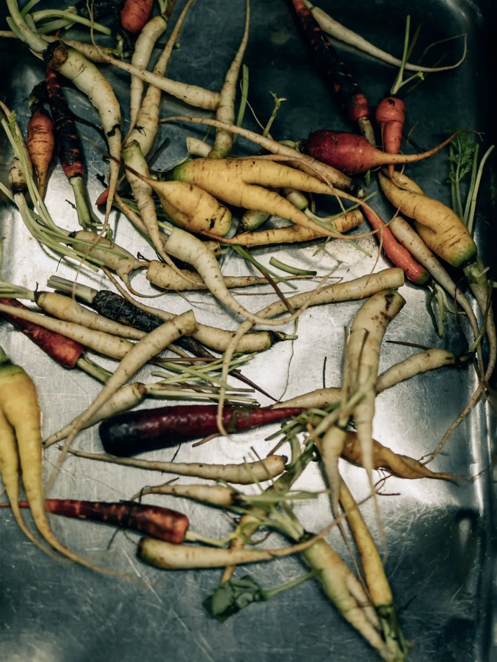 Small multicoloured carrots scattered across a metal kitchen surface at Fairmont Hotel, Hamburg