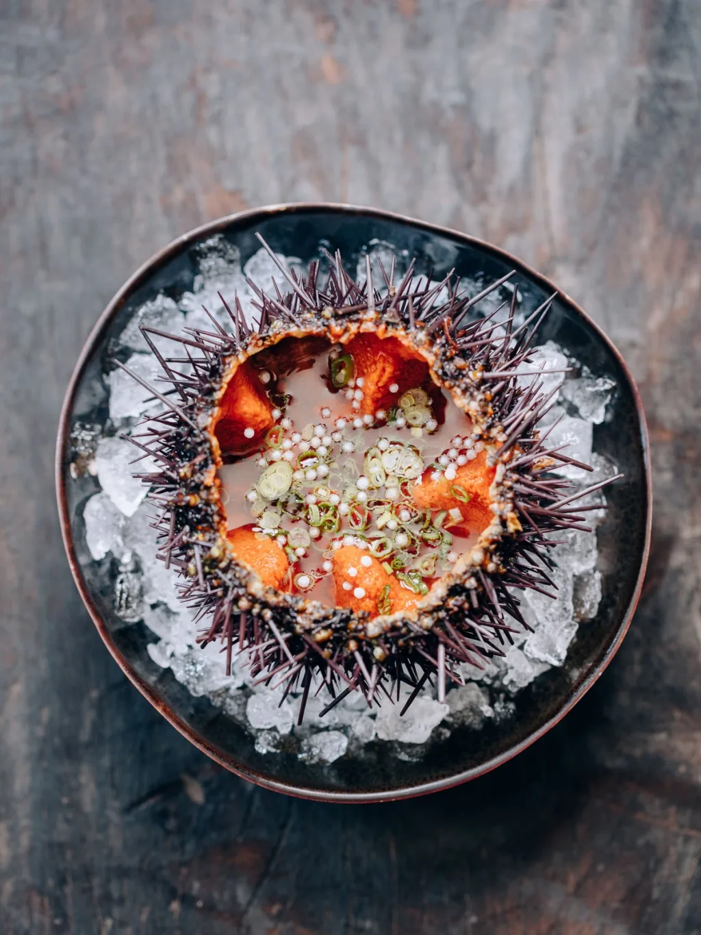 Open sea urchin shell with a finely chopped garnish on ice for Cyril Lignac’s Saisons cookbook