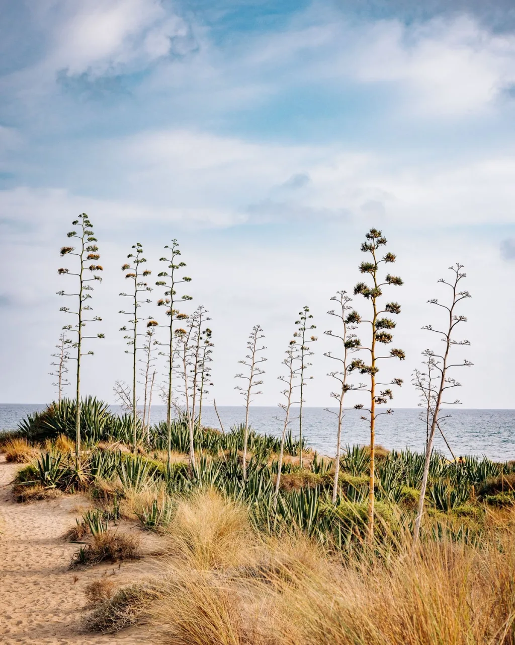 Tall flowering stalks rise above dry grasses beside the sea in Almeria