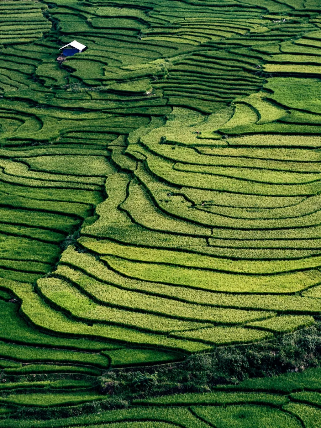 Rice terraces ripple across the hillside near a lone farmhouse, Hotel de la Coupole MGallery, Sapa, Vietnam