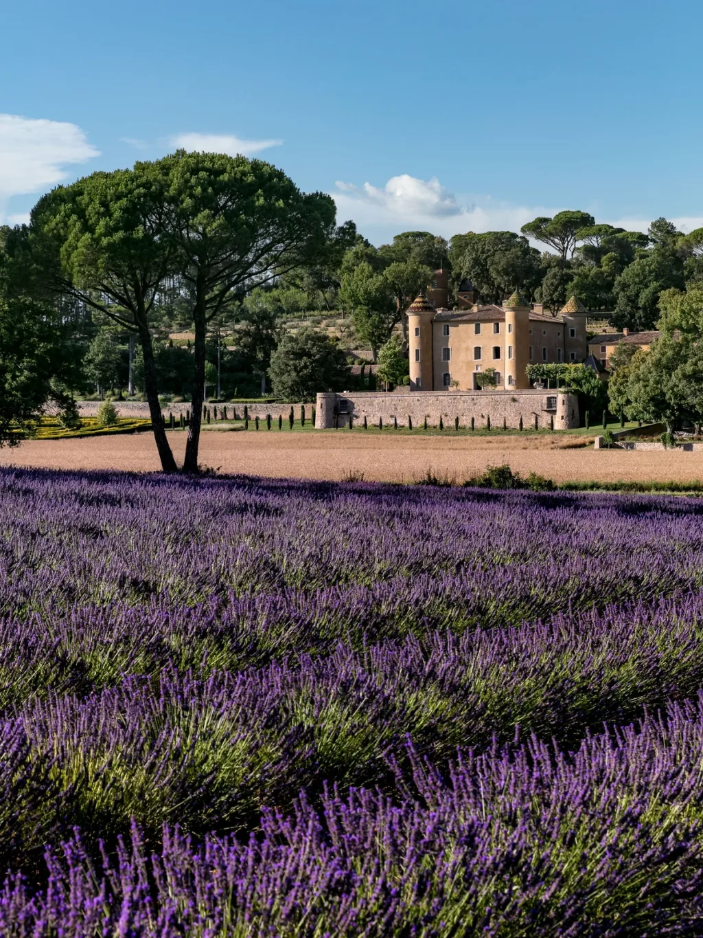 Purple flowering fields and an umbrella-shaped tree before the turreted house at Fabrègues