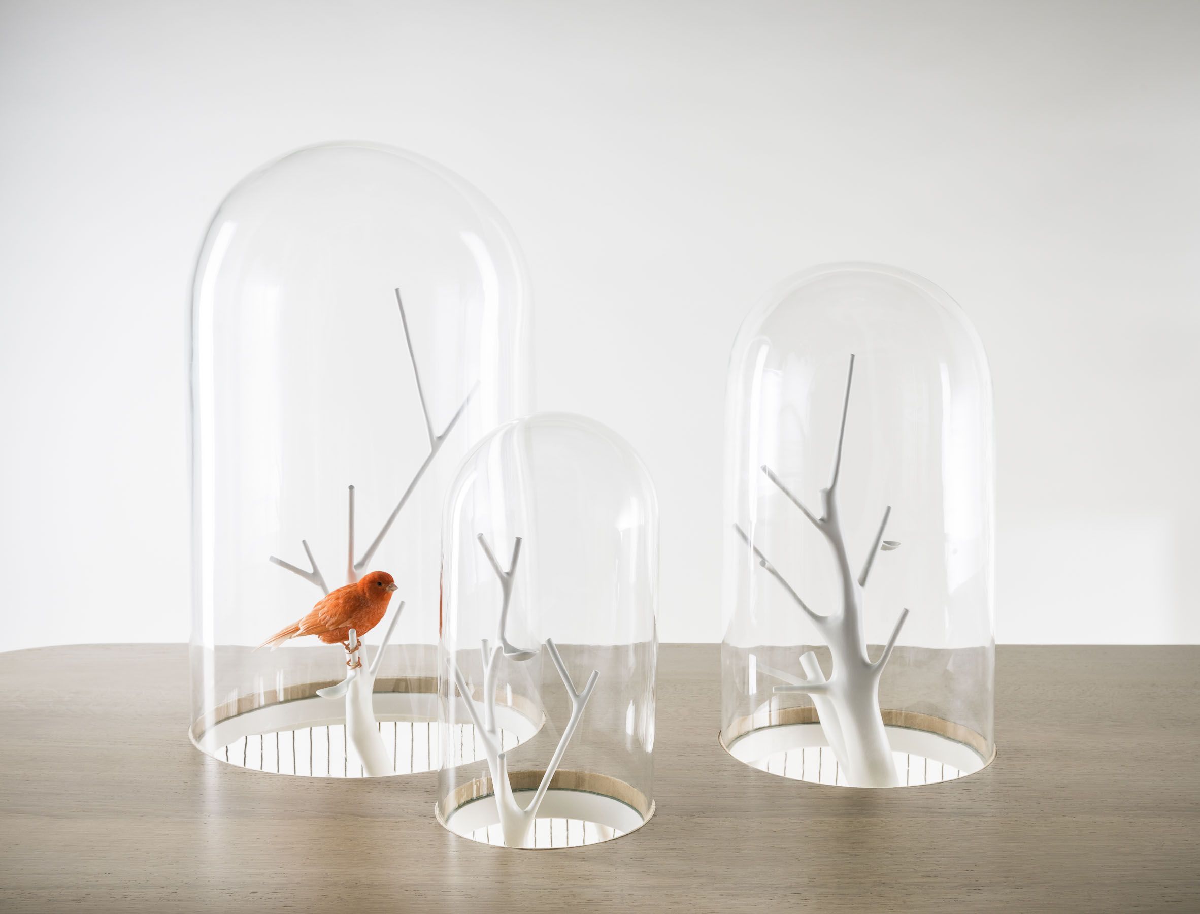 Grégoire de Lafforest, Archibird